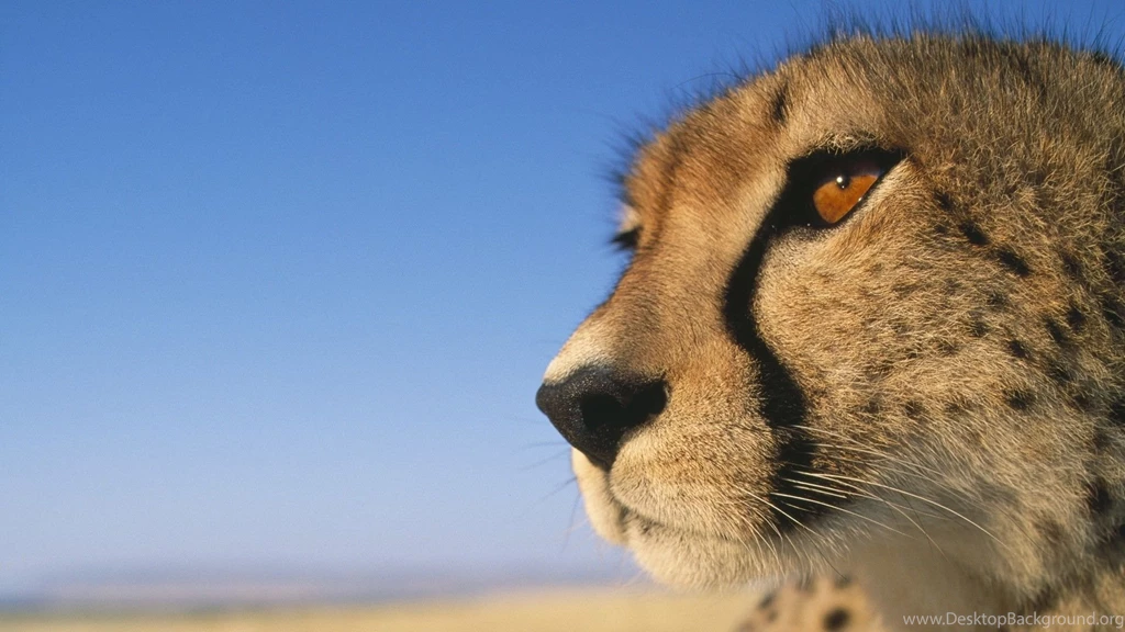 Cheetah Computer Wallpapers, Desktop Backgrounds