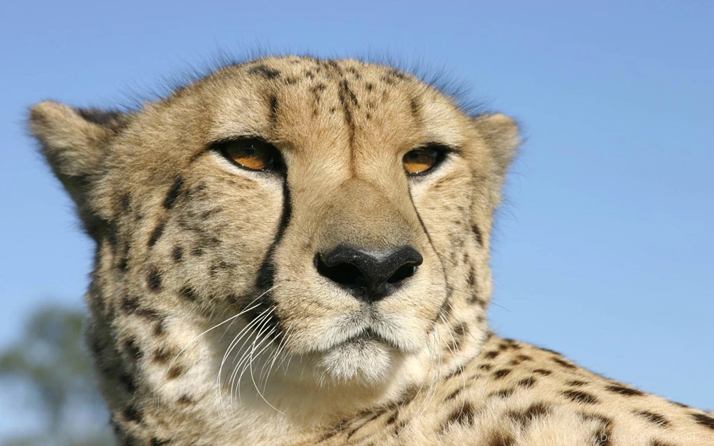 Free Cheetah Wallpapers Download Animals Town