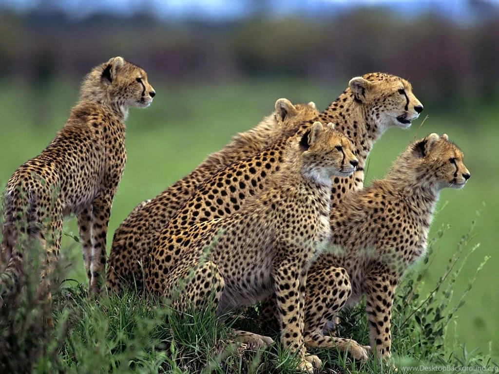 King Cheetah Wallpapers Picture Gallery