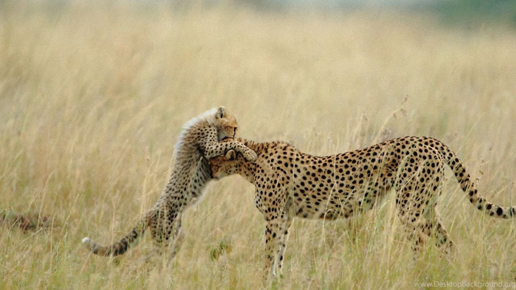 232 Cheetah HD Wallpapers