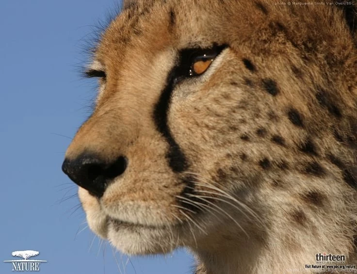 Cheetah On Pinterest