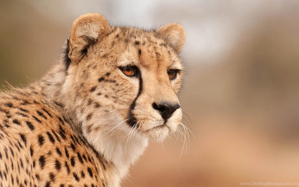 HD Quality Wild Animal Cheetah Wallpapers HD Backgrounds 11 ...