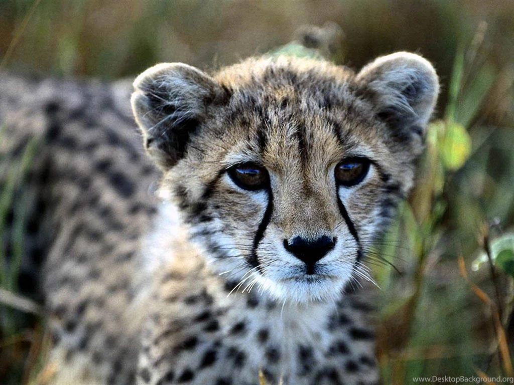 Cheetah Face Wallpaper.