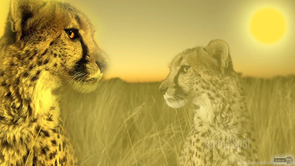 Cheetah Wallpapers « Animal Spot