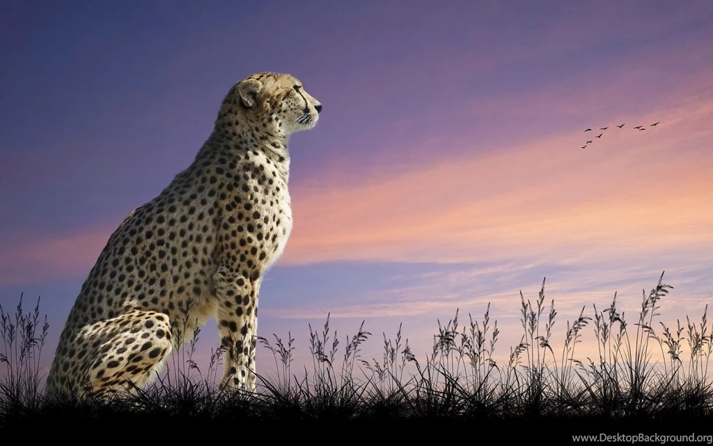 Sitting Cheetah Desktop Wallpapers