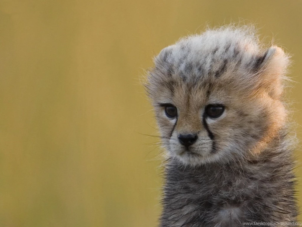 Cheetah HD Wallpapers And Backgrounds