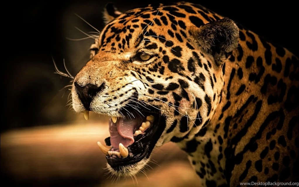 Cheetah Wallpapers