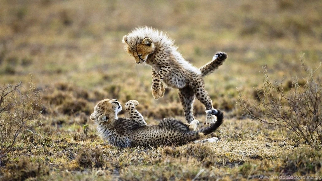 Cute Cheetah Wallpapers