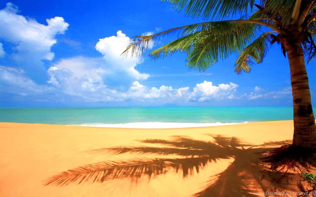 Palm Tree Backgrounds Wallpapers