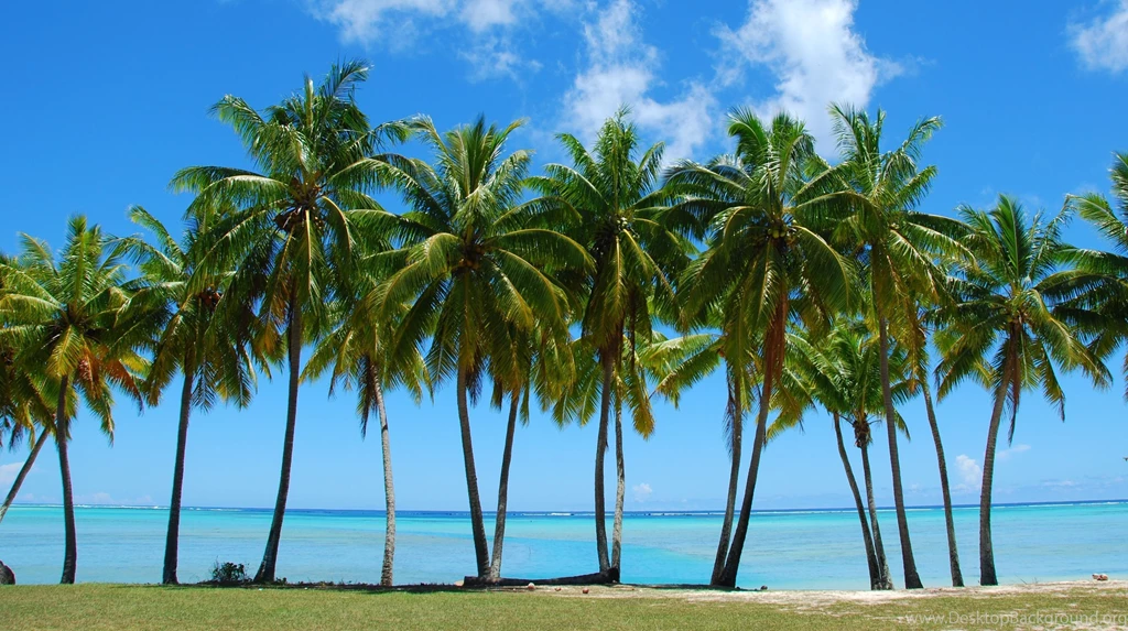 Tumblr Palm Tree Backgrounds Picture Gallery