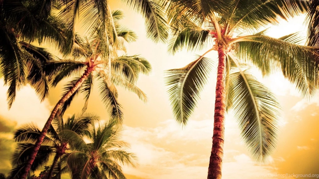 Palm Tree Wallpapers For Android
