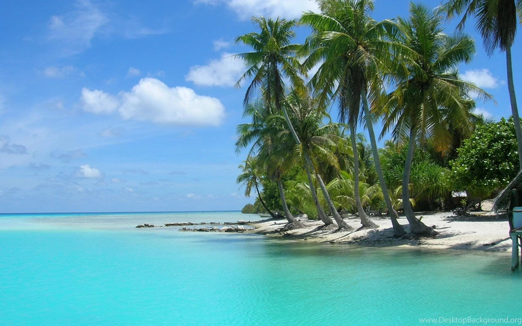 Palm Tree Beach.jpeg