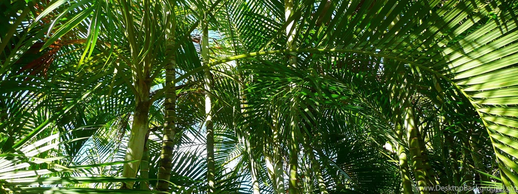 MLeWallpapers.com Forest Of Palm Trees