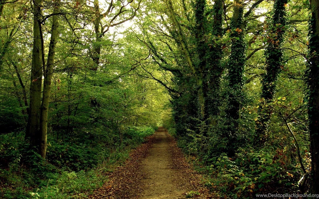 Powerpoint Backgrounds Forest Pix For Web