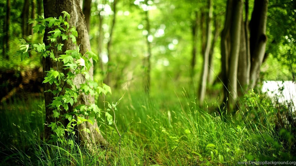 Download Forest Backgrounds HD 8704 1920x1080 Px High Resolution ...