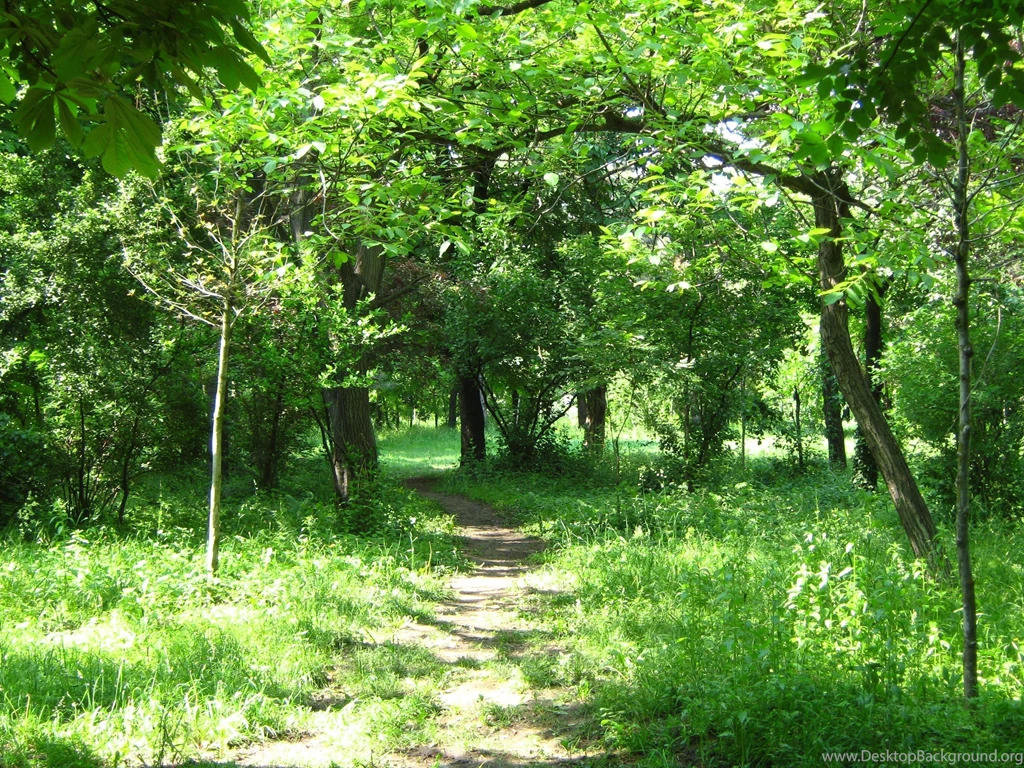 Forest_background_by_guardian_of_nature d3gypw5.jpg
