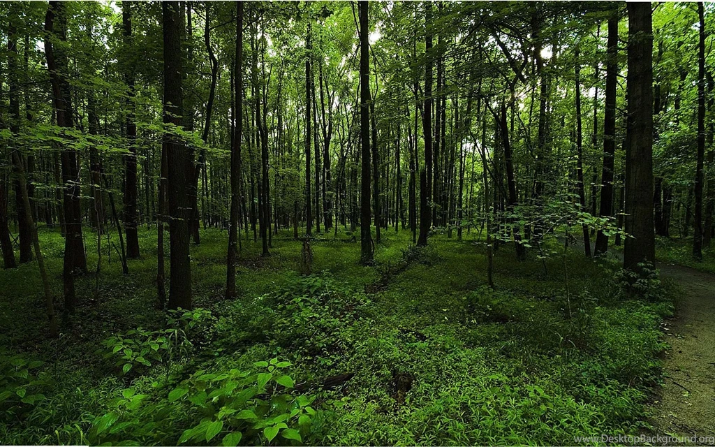 Green Forest Backgrounds