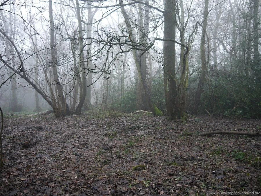 Dark Forest Backgrounds Stock By HumbleBeez On DeviantArt