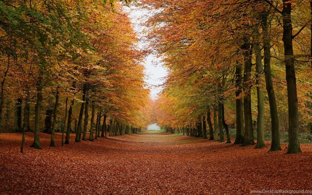 Forest Road During Autumn Wallpapers