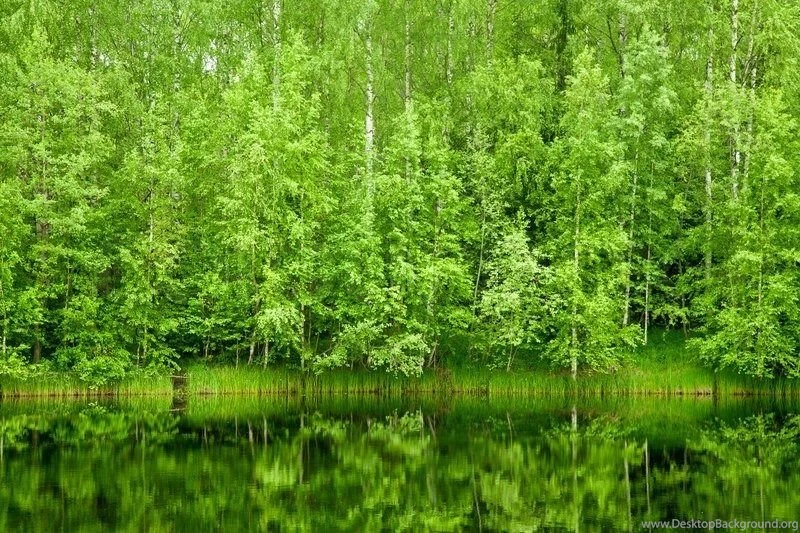 Forest Backgrounds Stock Photo