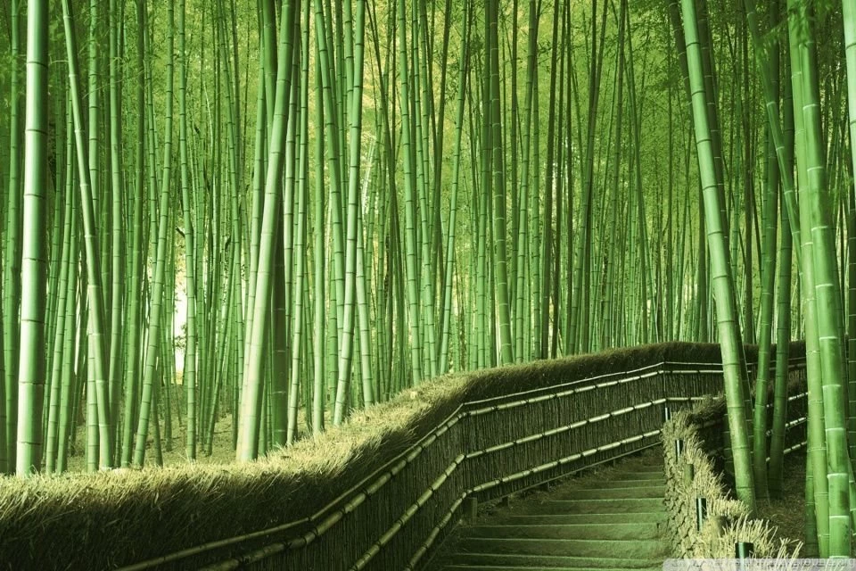 Bamboo Forest Backgrounds HD Desktop Wallpapers : High Definition ...