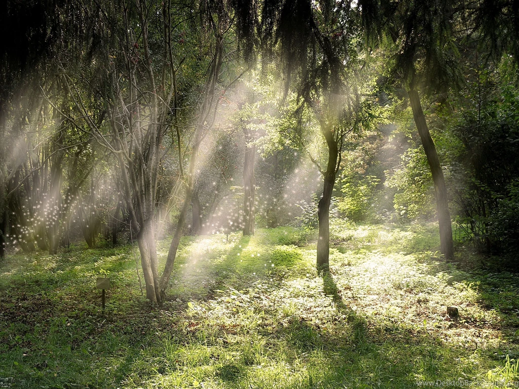 Fairy Forest Backgrounds