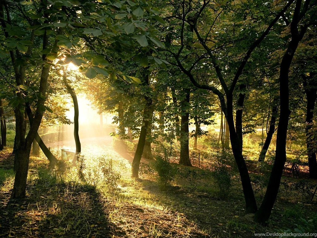 1270 Forest HD Wallpapers
