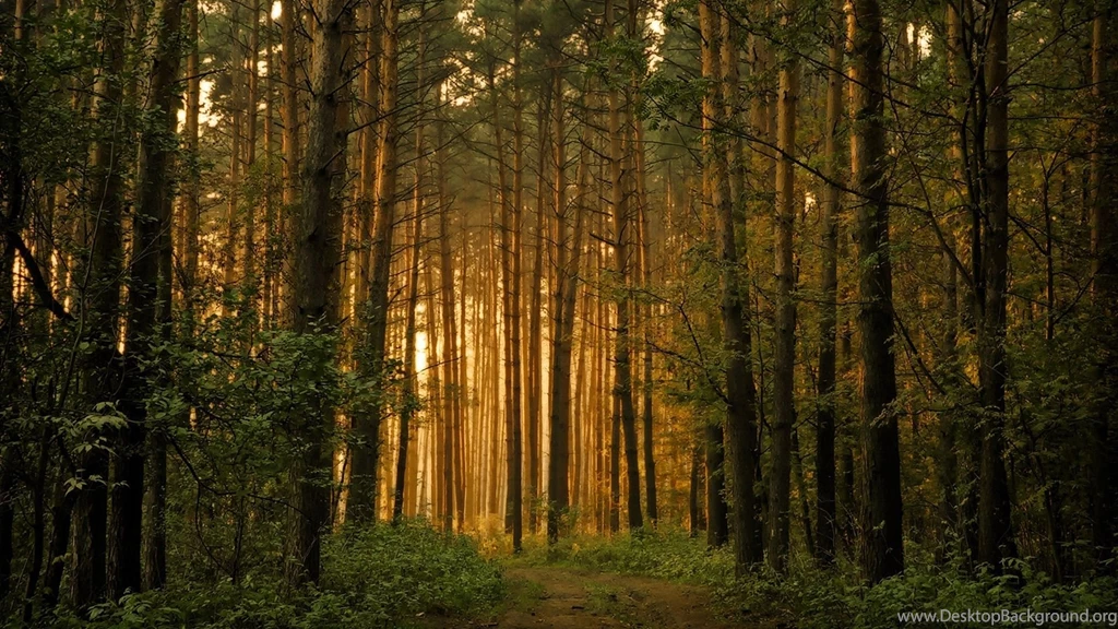 Forest Wallpapers