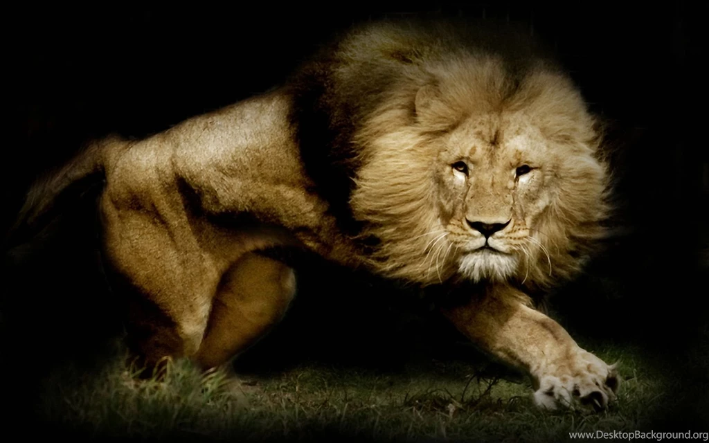 High Quality Lion Wallpapers