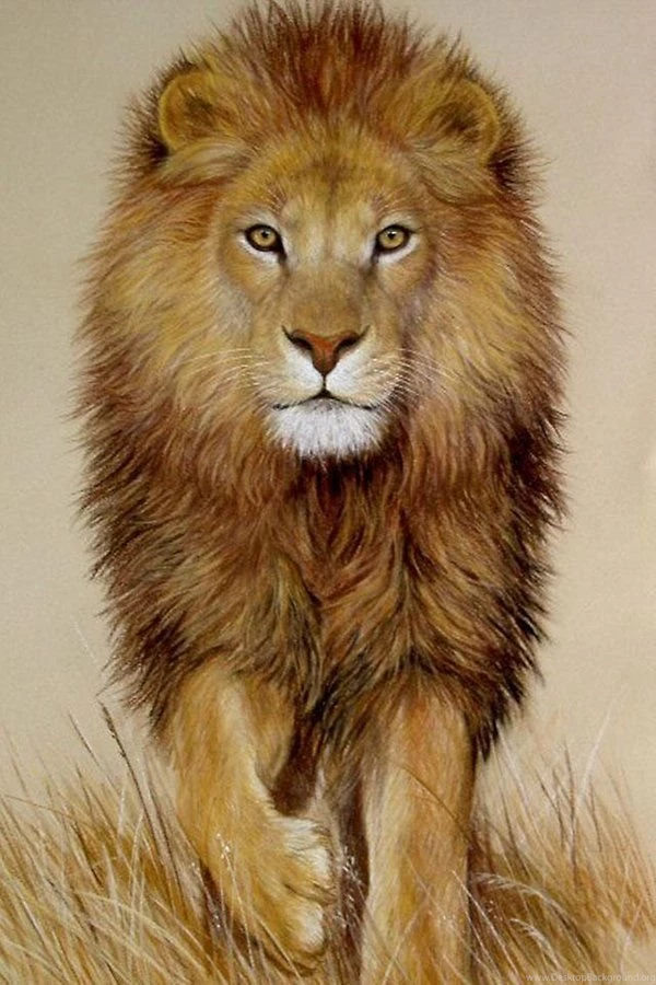 Lion Wallpapers Android Apps And Tests AndroidPIT