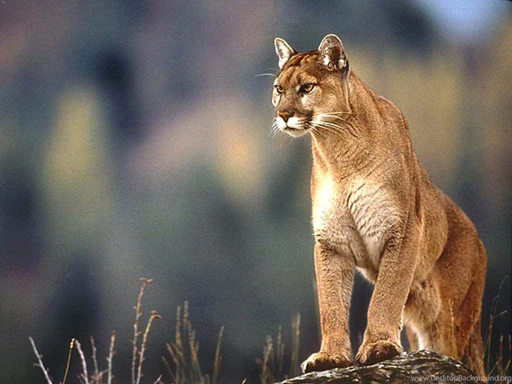 Free Lion Wallpapers Download Animals Town