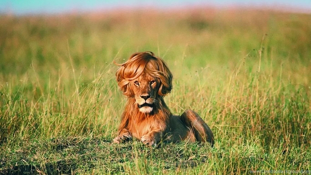 Lion