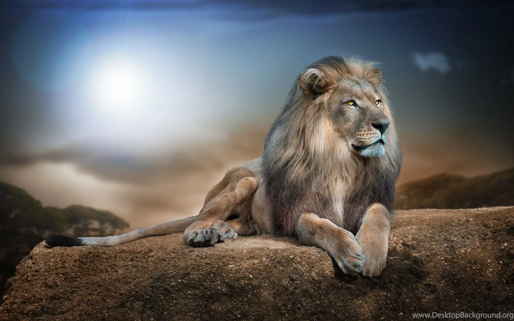 Male Lion Wallpapers HD Download For Desktop & Mobile