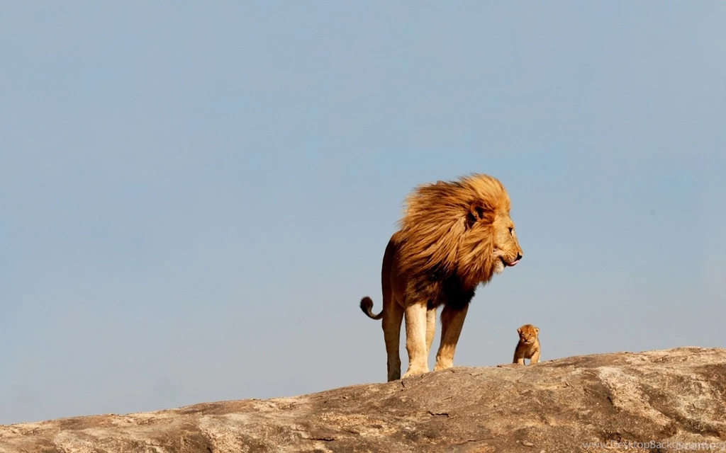 Lion Wallpapers, Desktop Wallpapers » GoodWP.com