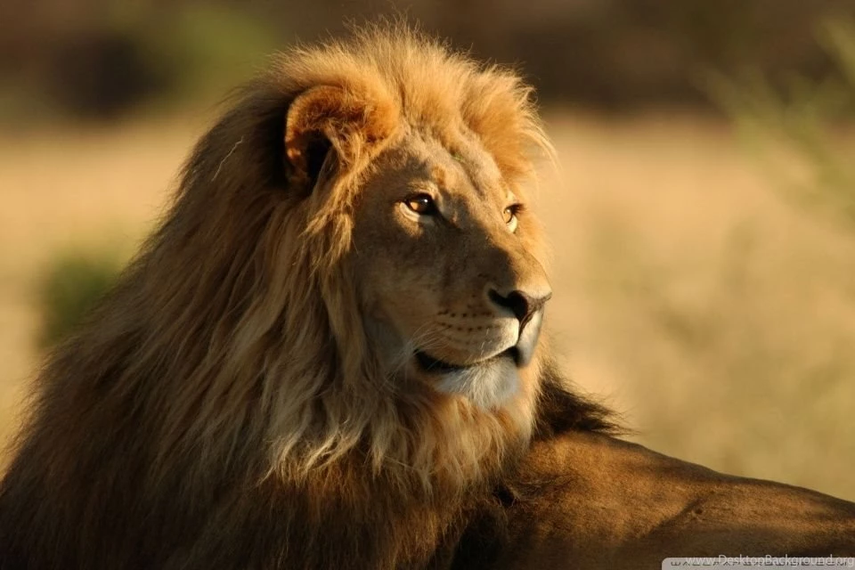 Lion In The Wild HD Desktop Wallpapers : High Definition ...