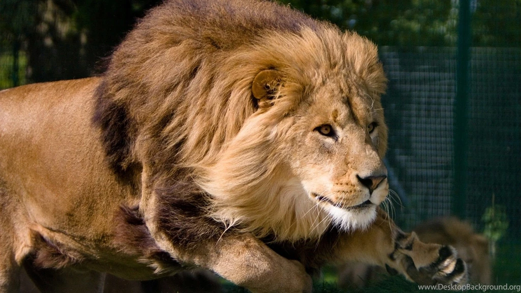 Lion Wallpapers