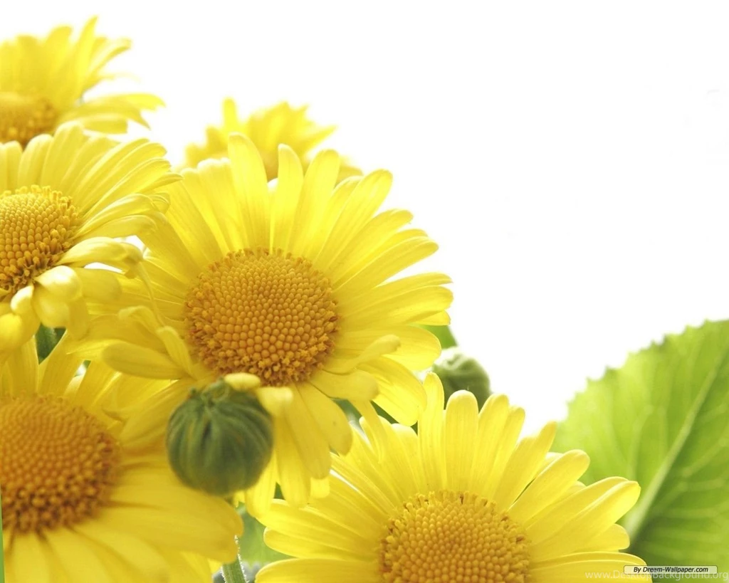 Free Wallpapers Free Flower Wallpapers Sunflower Flowers 3 ...