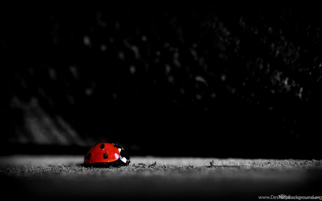 35 Gorgeous Black Wallpapers