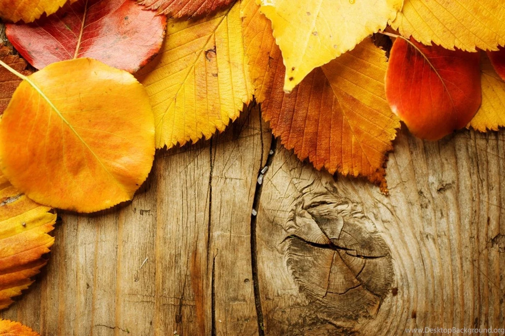 Autumn Backgrounds (