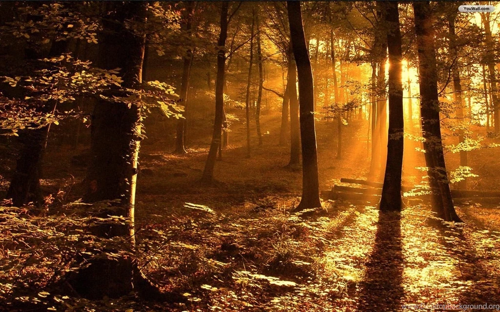 Autumn Backgrounds Wallpapers