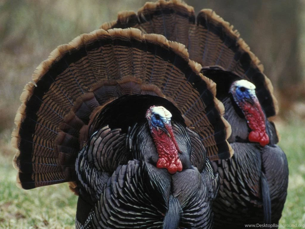 Turkey Wallpapers Animals Town