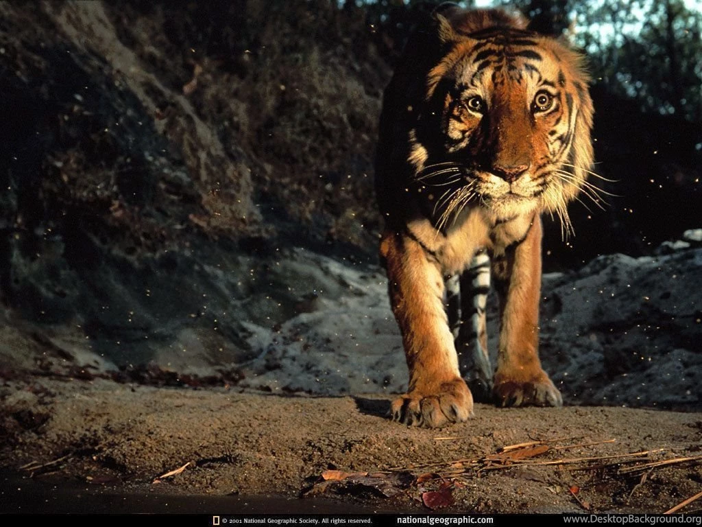 Animated Tiger Wallpapers Desktop Backgrounds