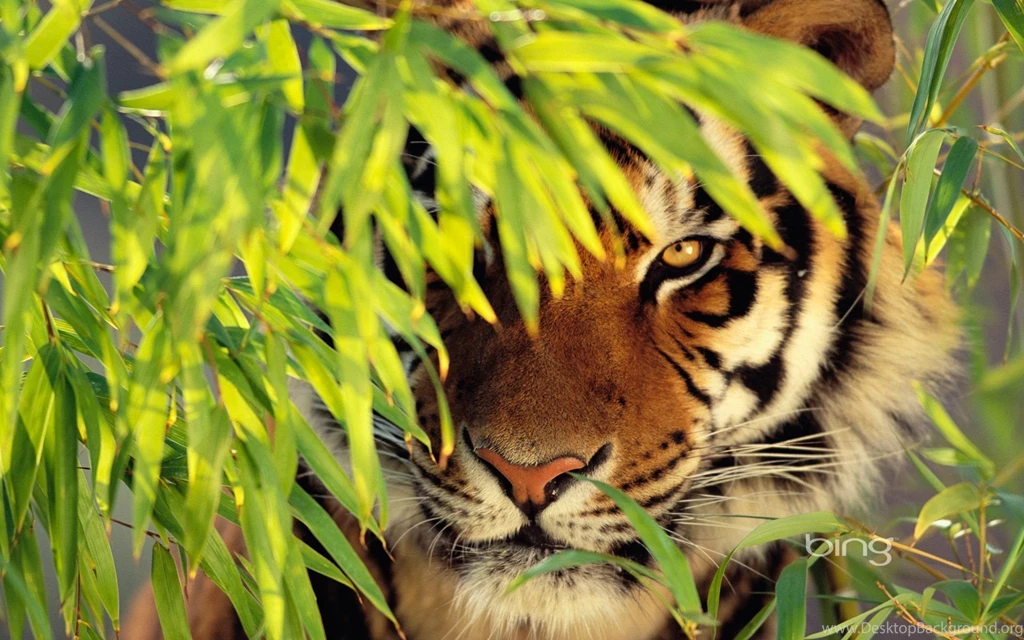 Animal Tiger Bing Backgrounds