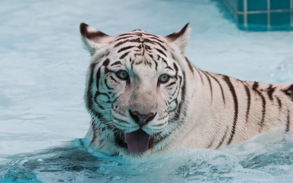 White Tiger Wallpapers HD