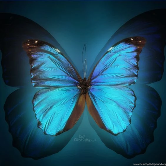 Butterfly Backgrounds