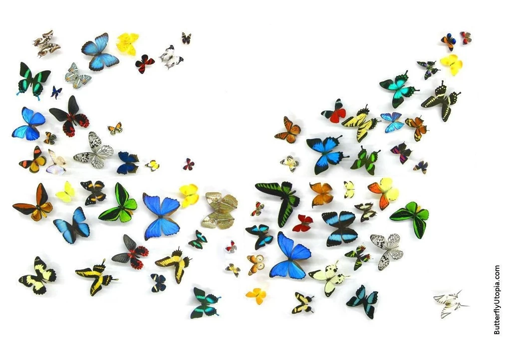Free Butterfly Wallpaper, Wallpapers, Backgrounds, Desktop ...