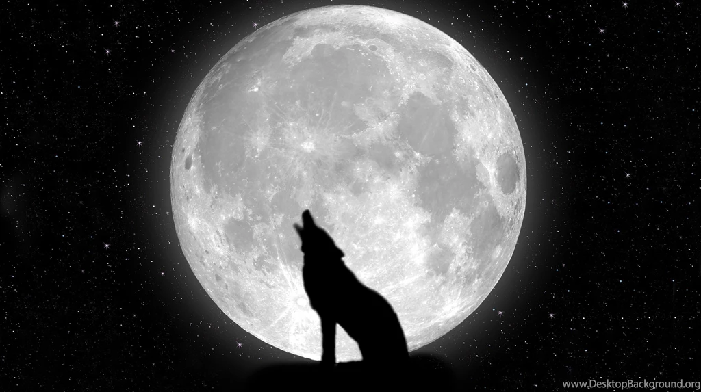 Black Wolf Wallpapers High Quality
