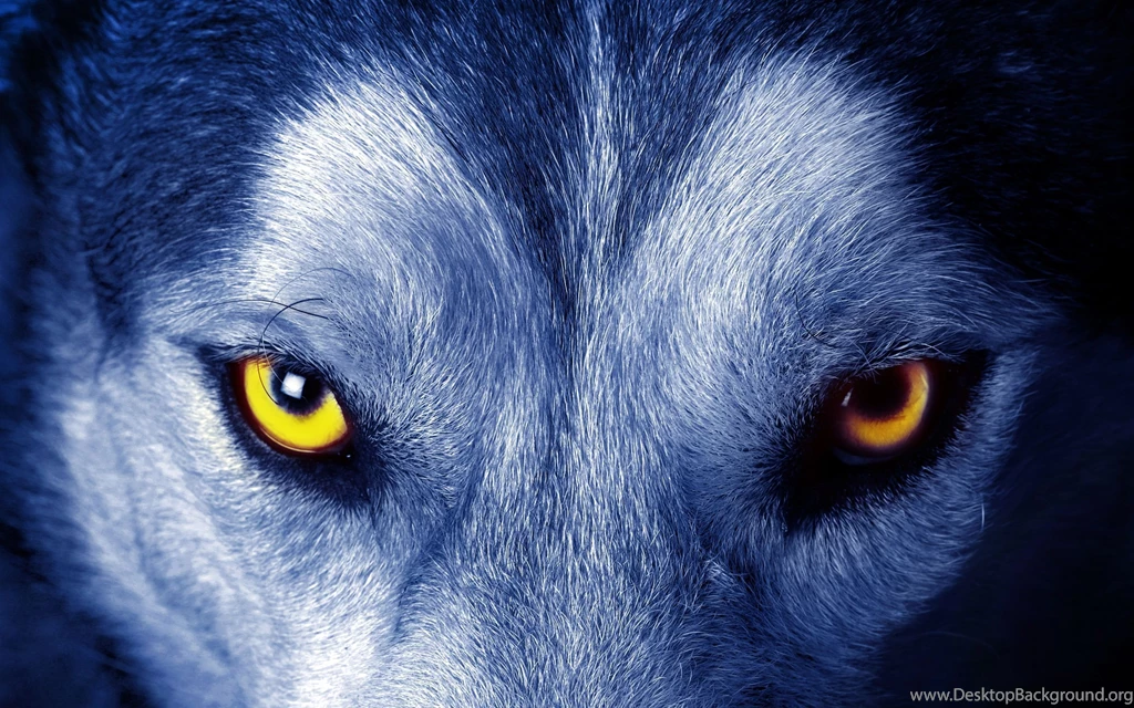 Wolf Wallpapers Top TF6 WALLPAPEROX.COM