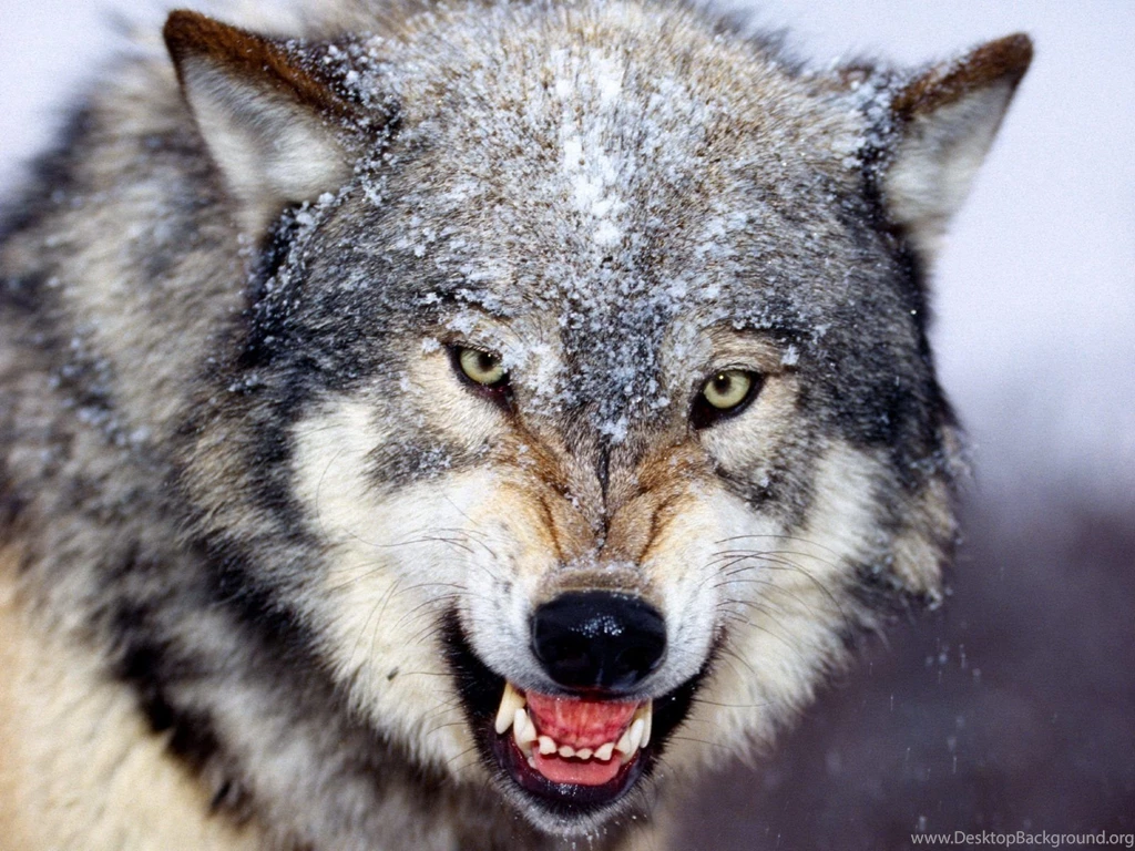 Gray Wolf Wallpapers