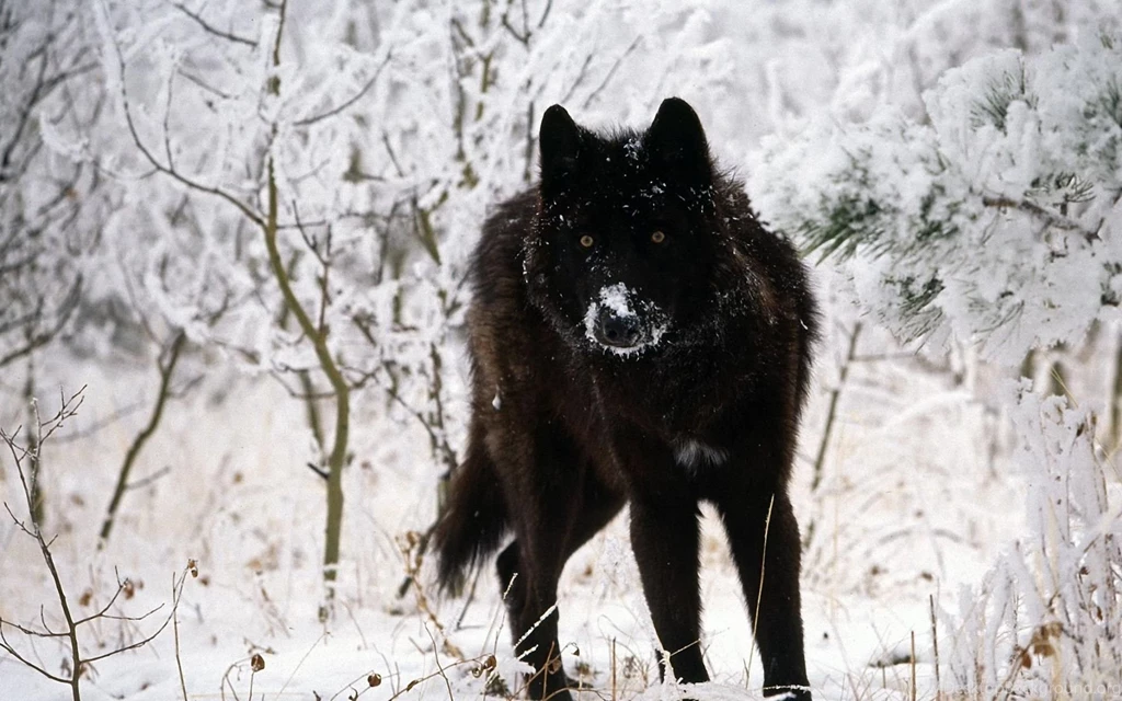 Pics, Facts, Funny Stuff About Animals & Nature Black Wolf Wallpapers
